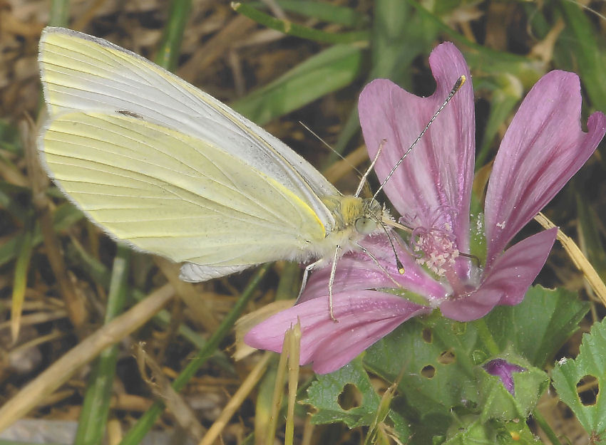 Farfalla su malva